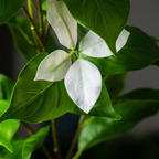 82144Cm Large Artificial Ficus Tree Fake Magnolia Plants Branch Tall Banyan Tree